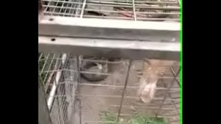 pavo paco comiendo ciruela