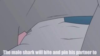 Shark Furry Porn Sex